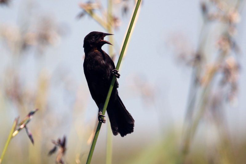 a01 824A0742 copie.jpg