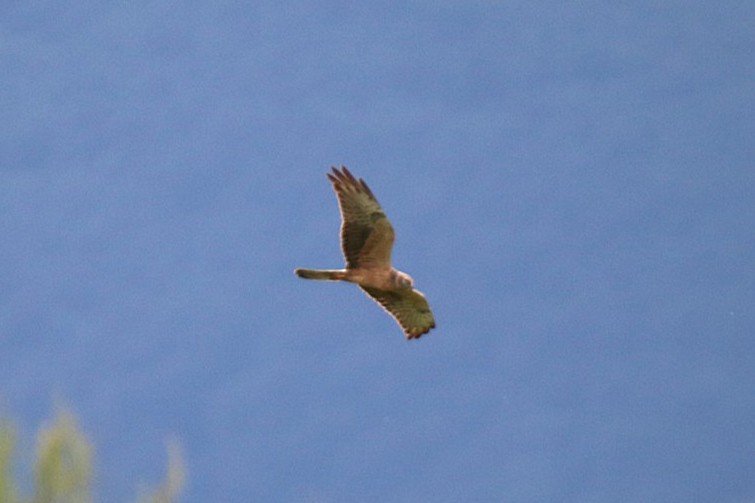 busard femelle 34.jpg