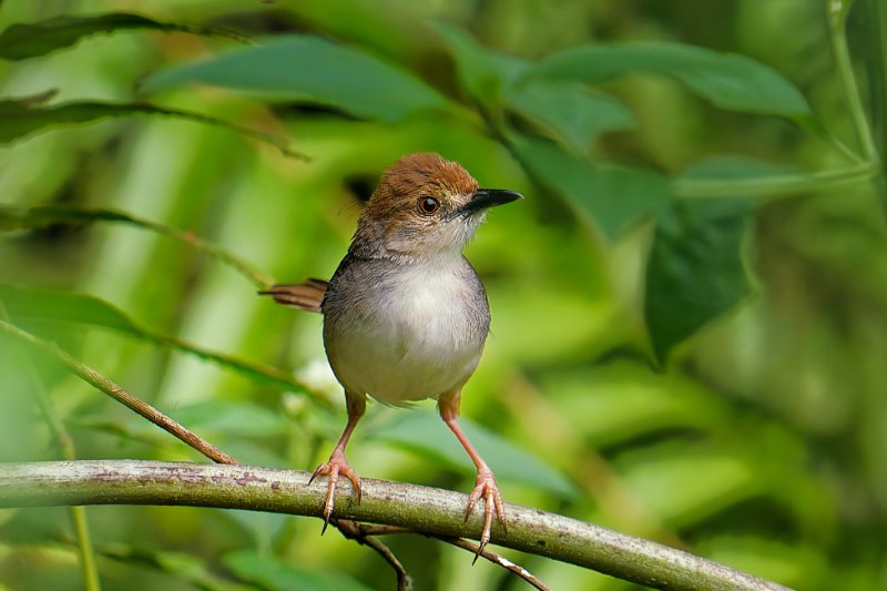 Cisticole babillarde - Ipassa - 080126 A1_00526_DxO.jpg