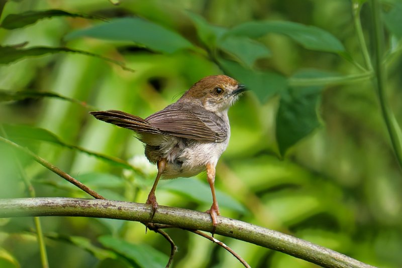 Cisticole babillarde - Ipassa - 080126 A1_00513_DxO.jpg