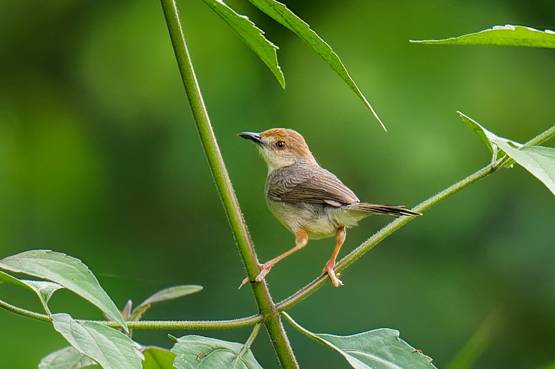 Cisticole babillarde - Ipassa - 080126 A1_00502_DxO.jpg