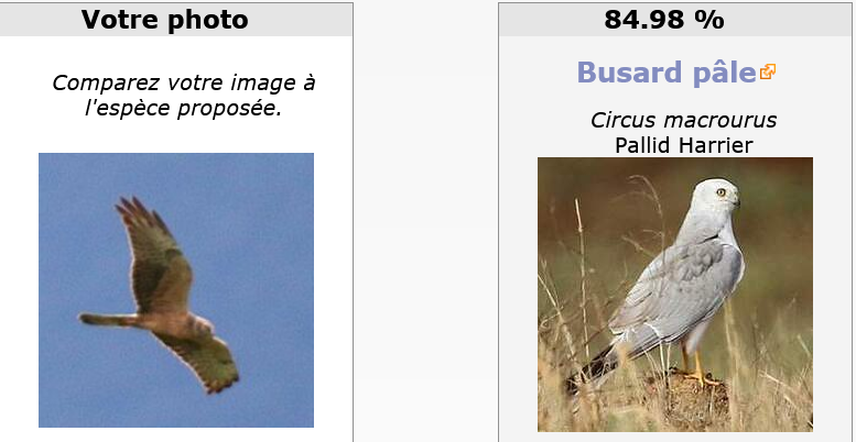Screenshot 2026-02-12 at 07-50-21 Identification des oiseaux d'Europe par intelligence artificielle - Ornitho.com.png