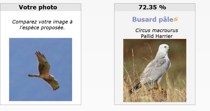 intelligence artificielle Pâle seul.png