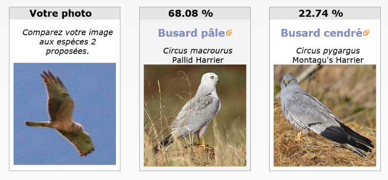 intelligence artificielle Pâle et cendré.png