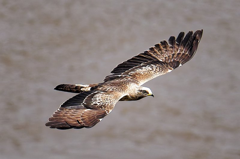 XXX Rapace - Ndjolé - 050126 A1_06807_DxO.jpg