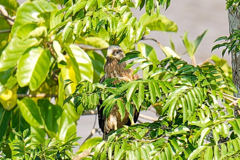 XXX Rapace - Ndjolé - 050126 A1_06804_DxO.jpg