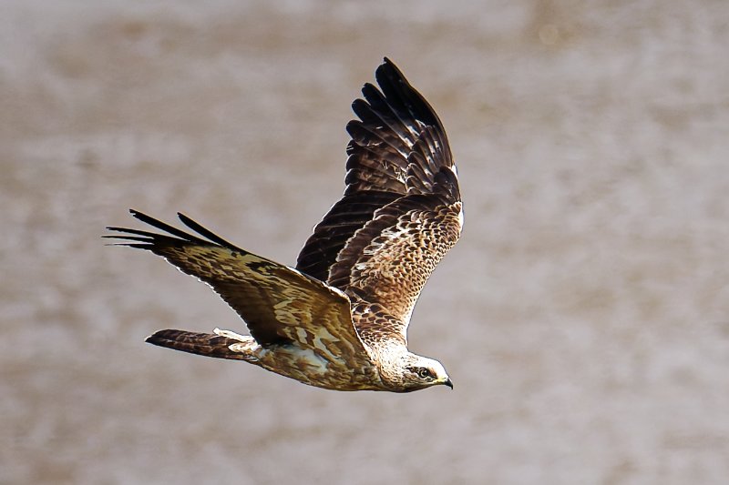 XXX Rapace - Ndjolé - 050126 A1_06805_DxO.jpg