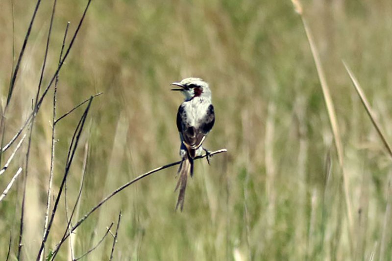 a1 3 824A8262 copie 2.jpg