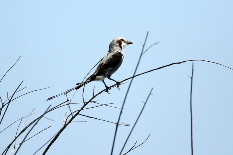 a1 824A8268 copie.jpg