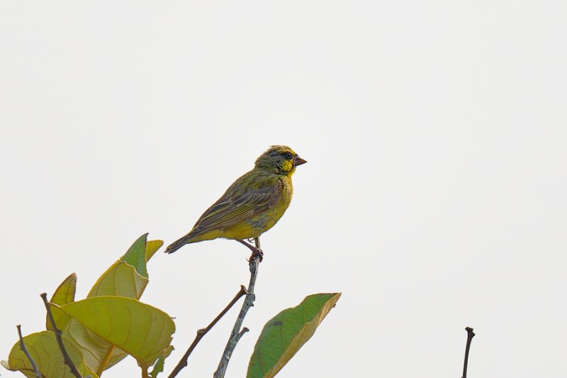 XXX Serin soufré - Léconi - 250825 A1_07290_DxO.jpg