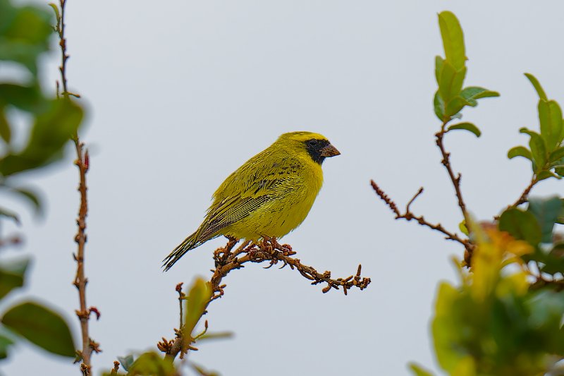 Serin à masque noir - Ndzaki - 220126 A1_05495Réduit_DxO.jpg