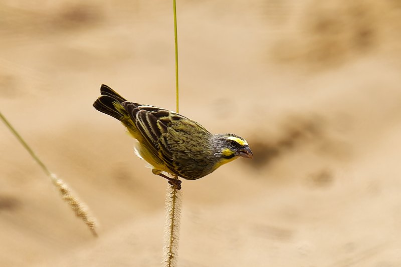Serin du Mozambique - Léconi - 160126 A1_08935_DxO.jpg