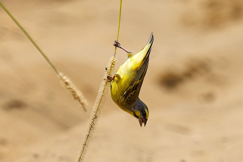 Serin du Mozambique - Léconi - 160126 A1_08968_DxO.jpg