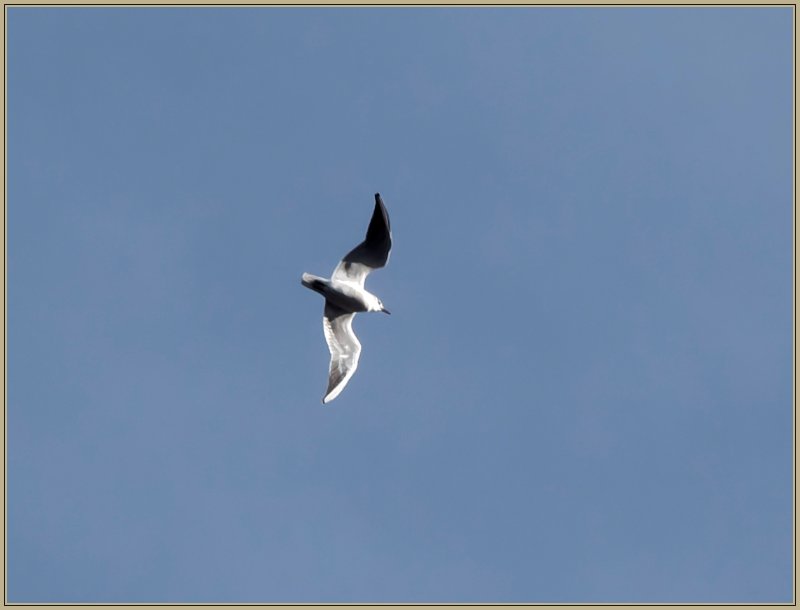 20260207-P2070122 laridé .jpg