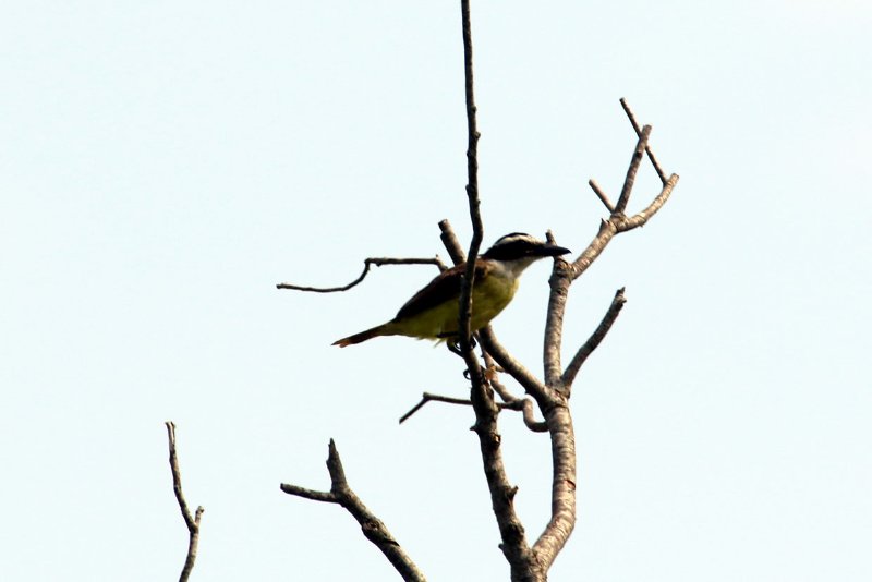 a2 Tyran pitanga 824A0012 copie.jpg