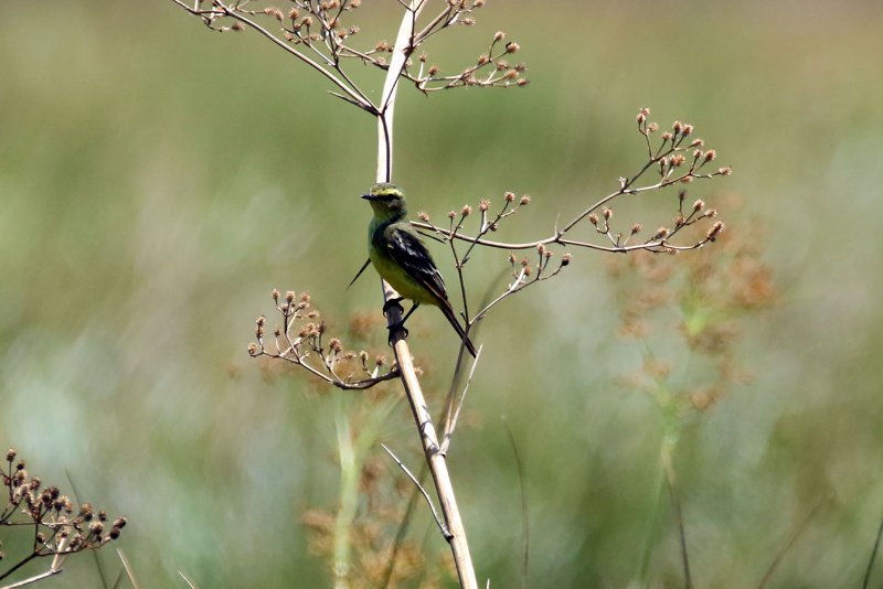 a4 Tyranneau flavéole 824A0073 copie.jpg