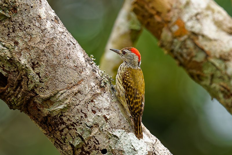 Pic cardinal - Mohoba - 140126 A1_07209Réduit_DxO.jpg