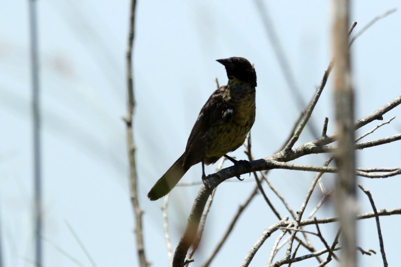 a1 824A0145 copie.jpg