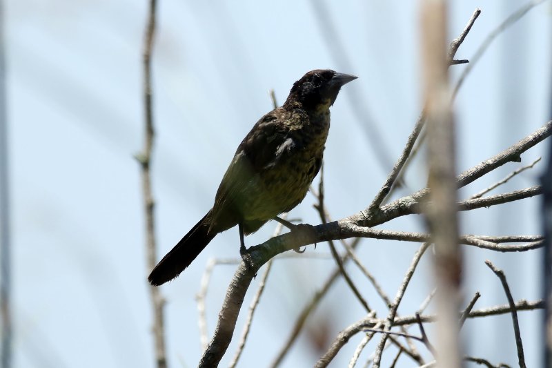 a1 824A0146 copie.jpg