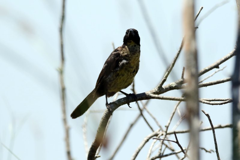 a1 824A0144 copie.jpg