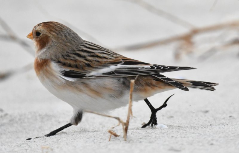 bruant des neiges.jpg