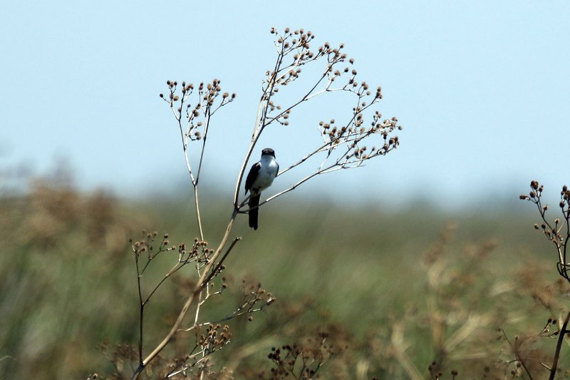 a3 824A0156 copie.jpg