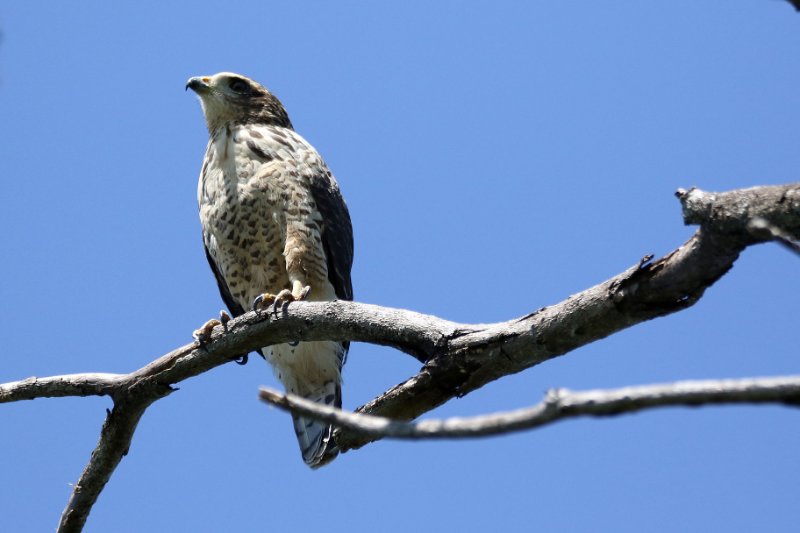 a0 824A0707 copie.jpg