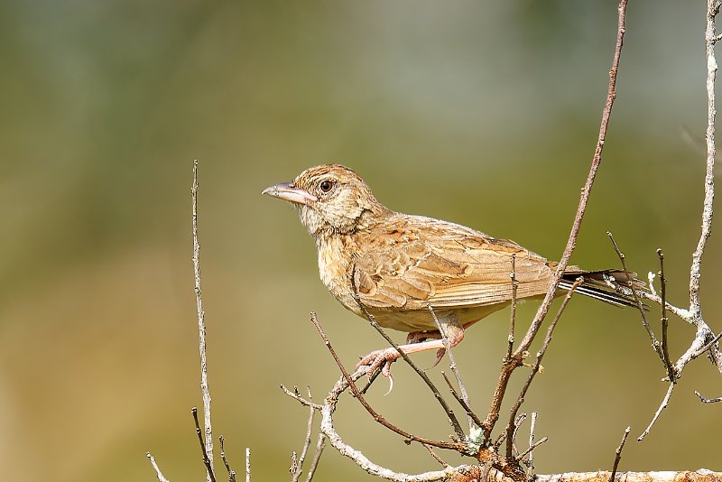 Alouette à nuque rousse - Léconi - 190126 A1_02003Réduit_DxO.jpg