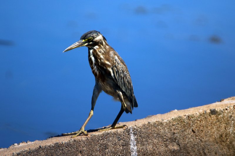 Héron strié 824A0829 copie.jpg