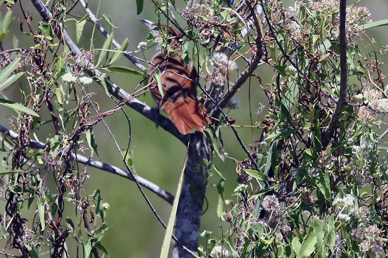 A0 824A7411 copie.jpg