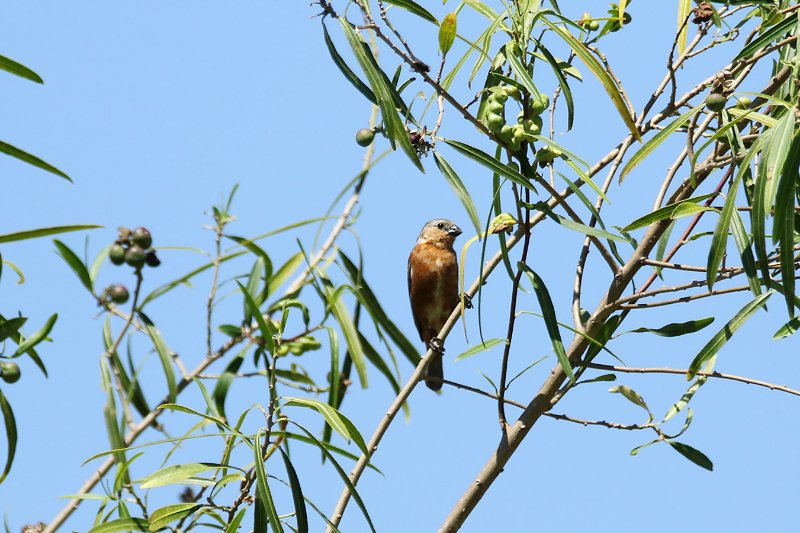 a3 824A8225 copie.jpg