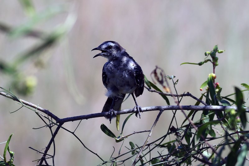 a0 824A8182 copie.jpg