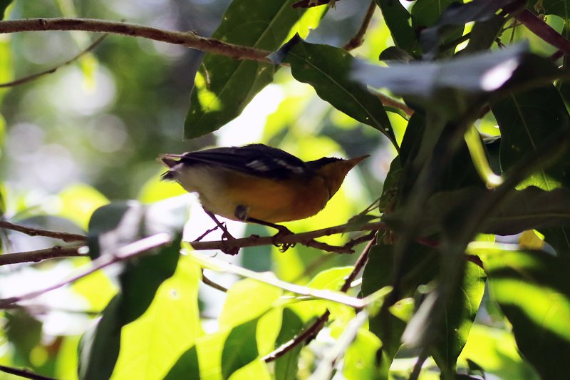 a2 824A7592 copie.jpg