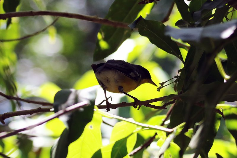 a2 824A7594 copie.jpg