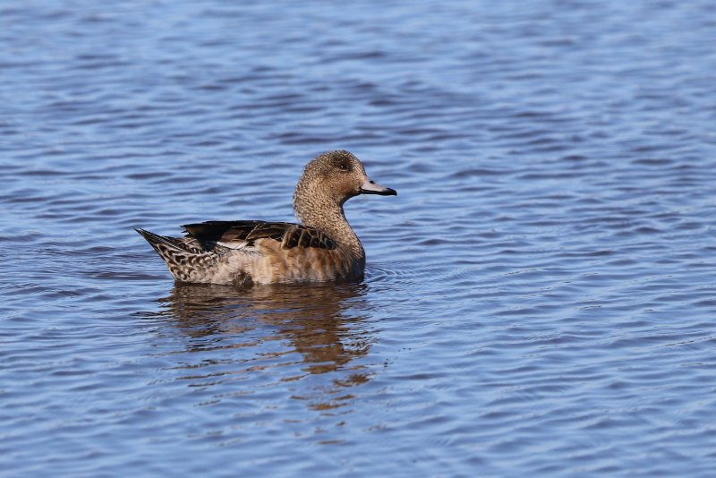 Canard siffleur (1).JPG