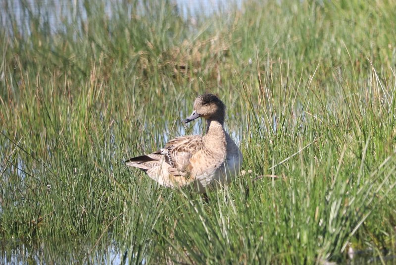 Canard siffleur (2).JPG