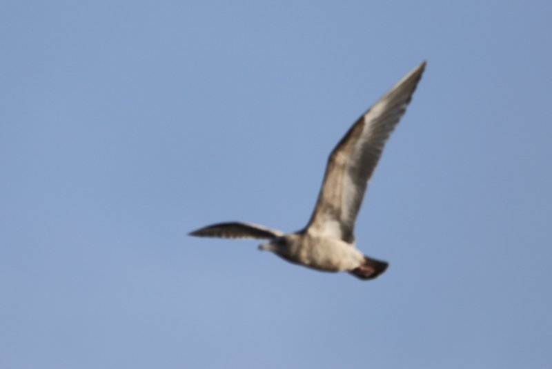 Goéland bourgmestre (1).JPG