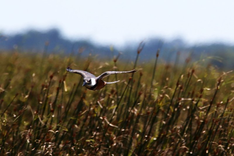 A1 bo 824A0813 copie 2.jpg