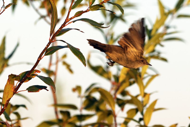 A0 824A8075 copie.jpg