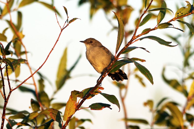 A0 824A8074 copie.jpg