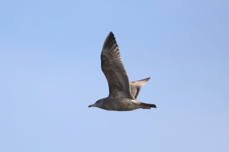 Goéland argenté (1).JPG