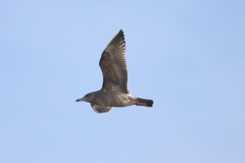 Goéland argenté (2).JPG