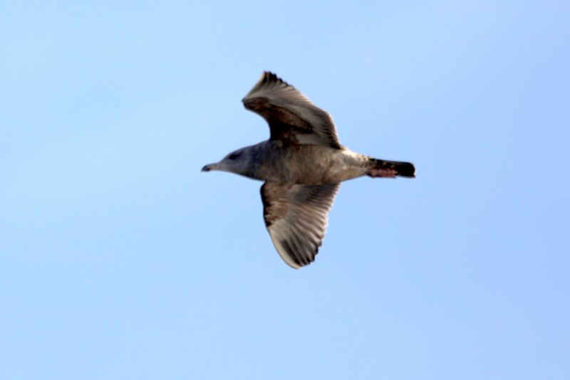 Goéland argenté (3).JPG