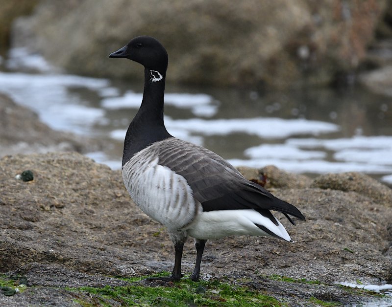 bernache cravant hrota .JPG