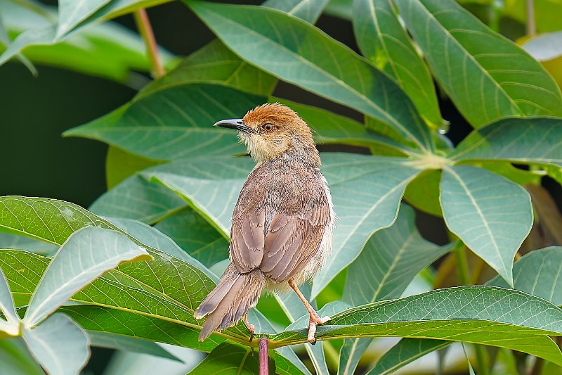 XXX Cisticole à couronne rousse - Mohoba - 140126 A1_06204Réduit_DxO.jpg