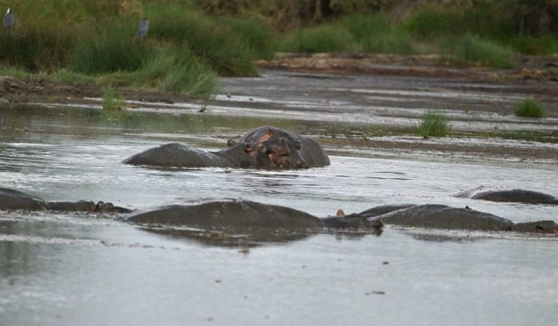 Hippo 2 minutes avant.jpg