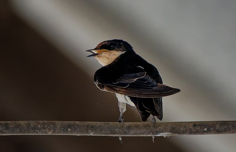 Hirondelle - Ndjolé - 270126 DSC03943Réduit_DxO.jpg