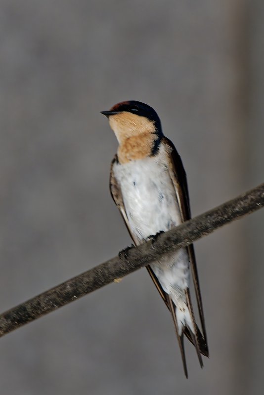 Hirondelle - Ndjolé - 270126 DSC03950Réduit_DxO.jpg