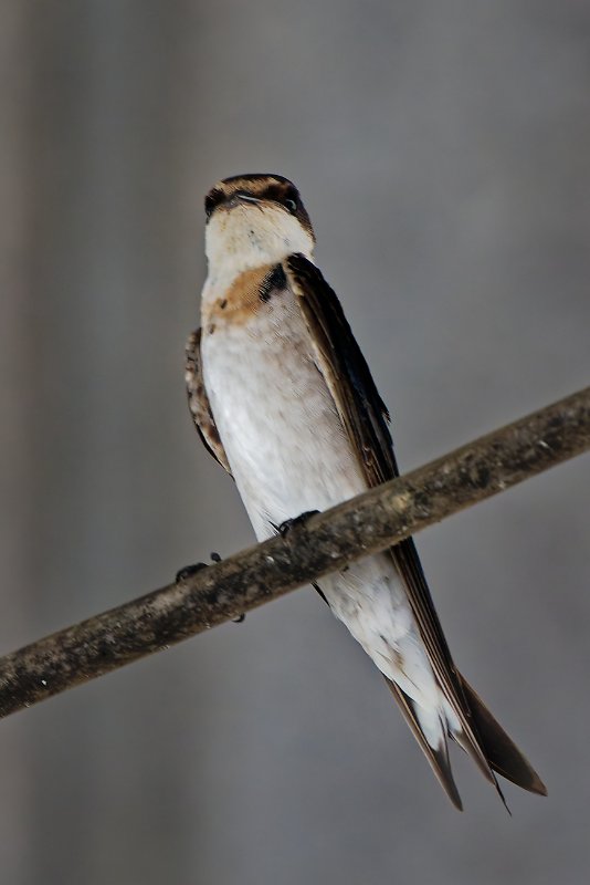 Hirondelle - Ndjolé - 270126 DSC03951Réduit_DxO.jpg