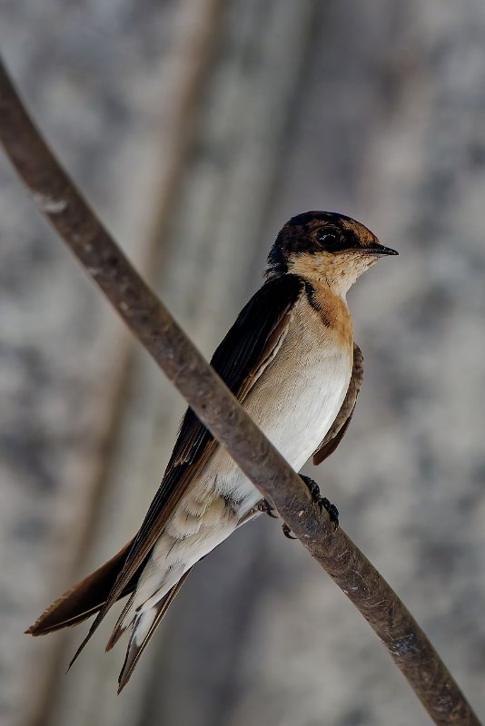 Hirondelle - Ndjolé - 270126 DSC03961Réduit_DxO.jpg
